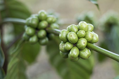 Extrait de grain de café vert décaféiné Svetol