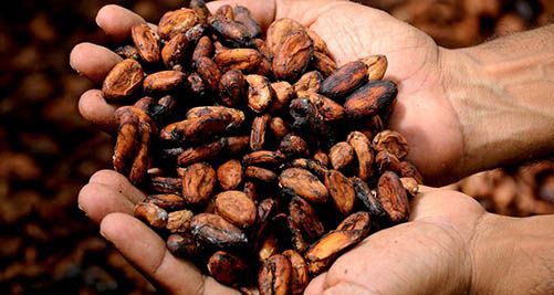 Effets du cacao bienfaits