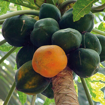 Acheter papaye fermentée 120 gélules
